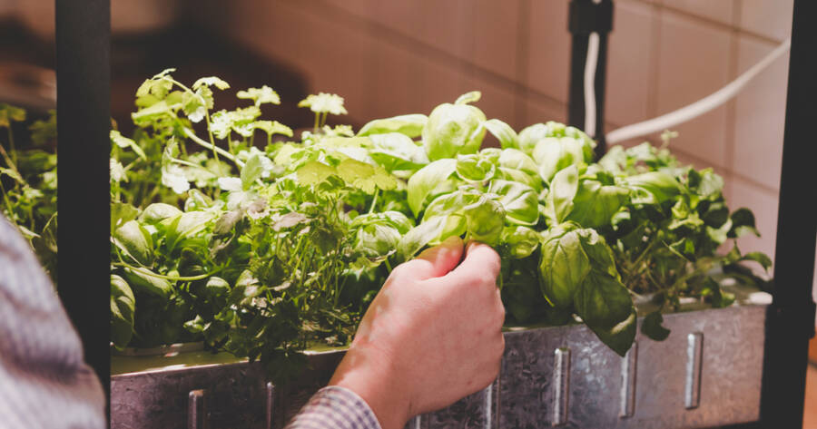 Come i kit per la coltivazione di erbe aromatiche forniscono un sapore fresco tutto l’anno